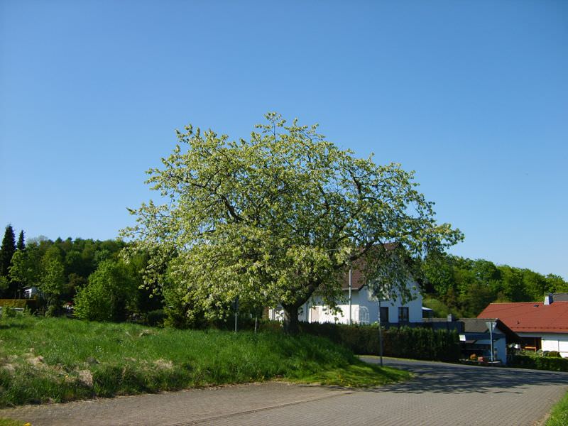 Großer Laubbaum neben weißem Wohnhaus an einer Straße, im Hintergrund Wald unter blauem Himmel