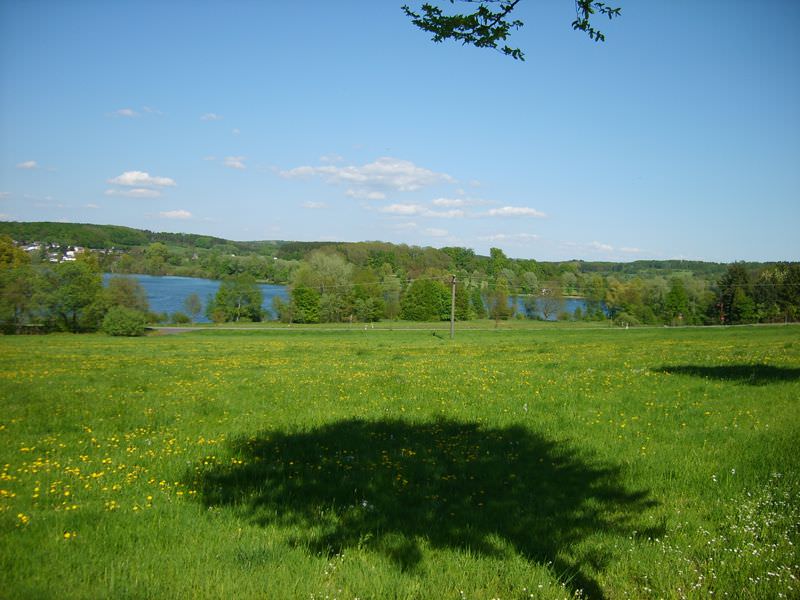 Grüne Wiese mit Löwenzahn, dahinter der Wiesensee und bewaldete Hügel unter blauem Himmel