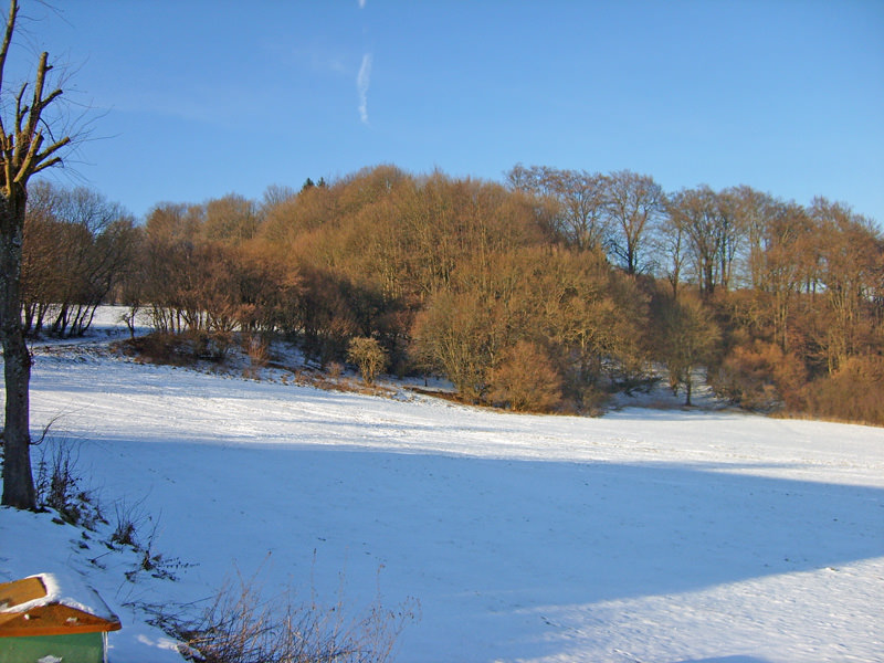 Verschneite Wiese mit Baumgruppe am Horizont unter blauem Himmel im Westerwald